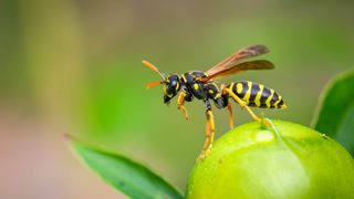 Wasp on leaf